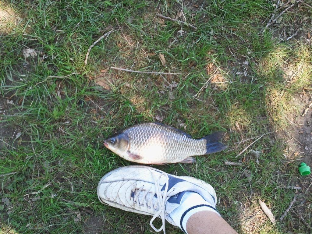 Frasinet was - become - caras marimea 45